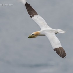 Nesting Northern Gannet – Cape St. Mary’s Reserve, Newfoundland, Canada