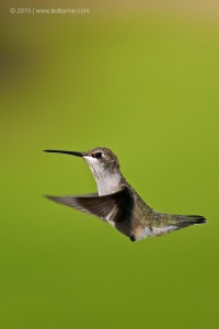 Black-chinned Hummingbird – New Mexico, USA