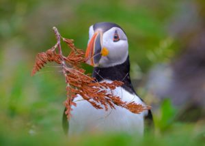 Atlantic Puffin Nesting Portrait